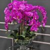 Centre de table Orchidées Fuschia